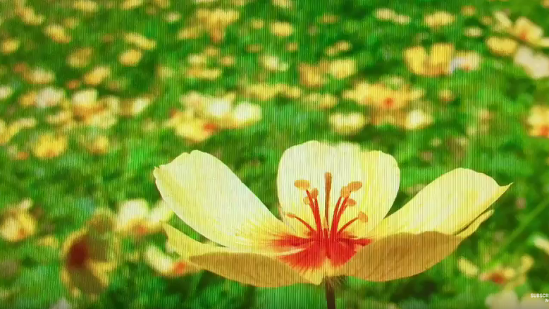 Watch: You won't believe this summer's bloom on the desert